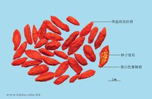 小吃培训：学校食物档案系列之枸杞子