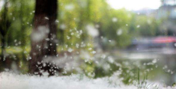 中西式面点中专班：飞絮时期，春敏高发 小心“吃不对”给皮肤雪