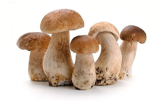 石家庄正规国办厨师面点中专技校： 多吃蘑菇有助防肝癌